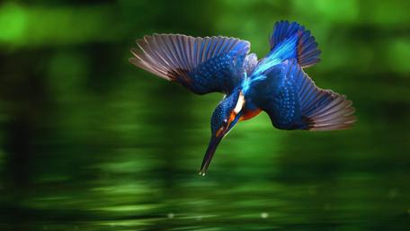 Brilliant Blue Kingfisher in Flight Over Lake wallpaper