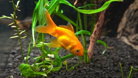 Golden Harmony in Nature's Aquarium wallpaper