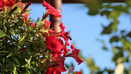 Vibrant Petunias in Blooming Garden Scene wallpaper