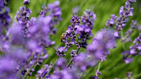 Lavender Bliss in Summer Light wallpaper