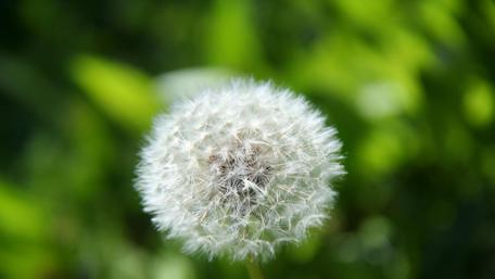 Delicate Dandelion in Summer Glow wallpaper