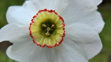 Delicate Narcissus Blossom for Nature Lovers wallpaper