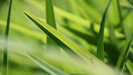 Lush Green Grass in Macro Detail wallpaper
