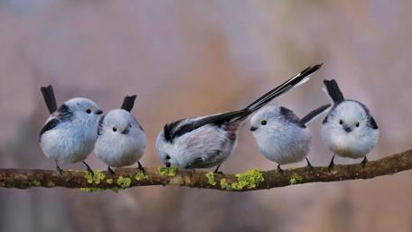 Charming Titmice Perched in Serenity wallpaper