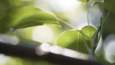Gentle Embrace of Nature's Greenery wallpaper