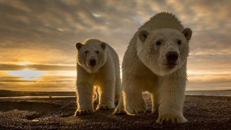 Peaceful Polar Bears at Sunset wallpaper