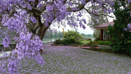 Serenity in a Blooming Garden Scene wallpaper
