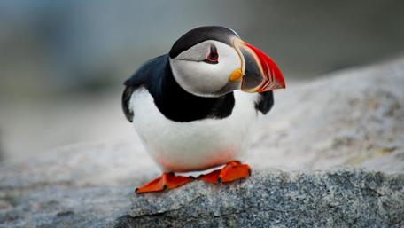 Puffin on Rocky Shore wallpaper