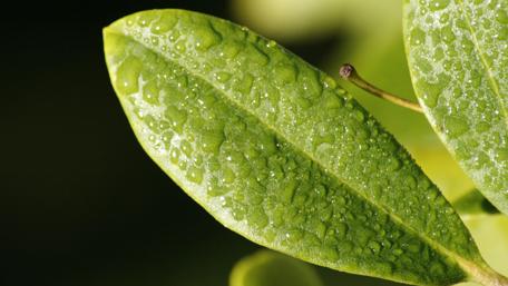 Refreshing Green Leaf with Dewdrops on Surface wallpaper