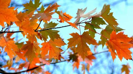 Golden Autumn Leaves in High Definition wallpaper