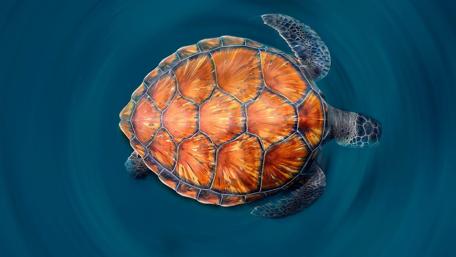Sea Turtle Serenade in Blue wallpaper