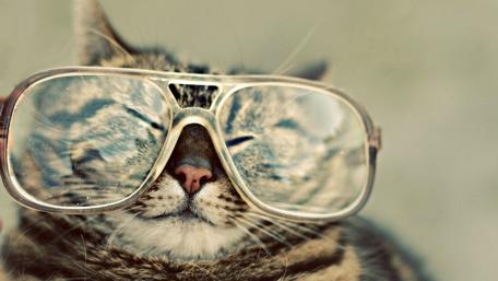 Cool Cat Contemplating Life in Glasses wallpaper