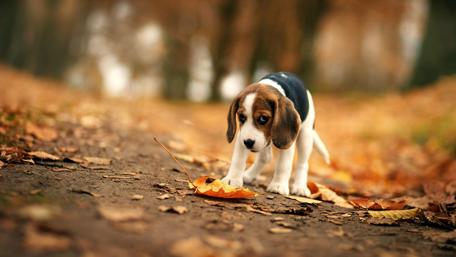 Curiosity in Autumn Woods wallpaper
