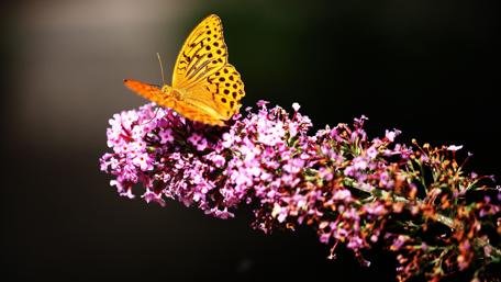 Stunning Butterfly on Vibrant Flowers wallpaper