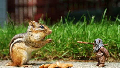 Squirrel Meets Miniature Warrior in the Wild wallpaper