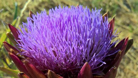 Vibrant Purple Flower in Nature's Embrace wallpaper