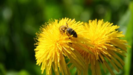 Golden Dandelions Attracting Summer Bees wallpaper