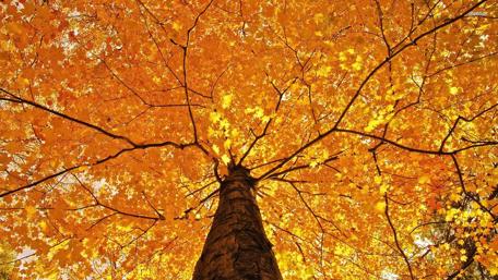 Golden Canopy of Autumn Leaves wallpaper