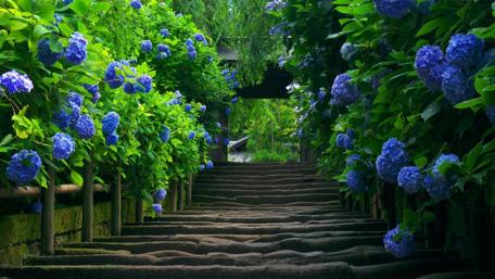 Serenity Among Blossoms and Steps wallpaper