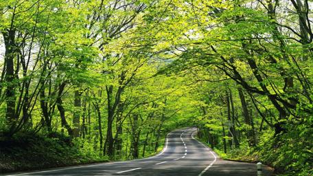 Winding Road Through Lush Green Forests wallpaper
