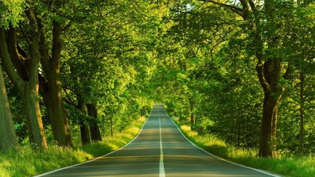 Serene Forest Road in Nature's Embrace wallpaper