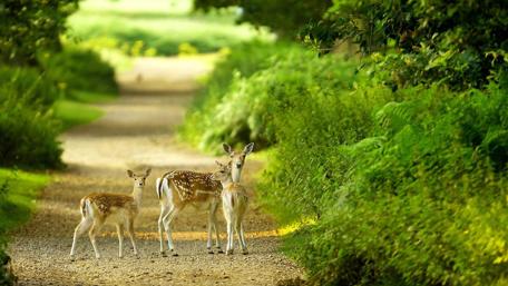 Gentle Fawns on a Woodland Path wallpaper