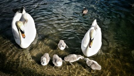 Gentle Swans with Adorable Cygnets on a Tranquil Lake wallpaper