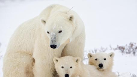 Polar Bears in Snowy Wilderness wallpaper