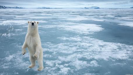 Majestic Polar Bear on Icy Terrain wallpaper