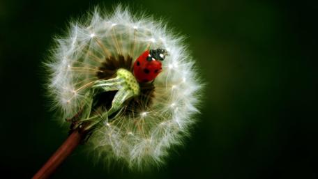 Ladybug on Dandelion Magic wallpaper