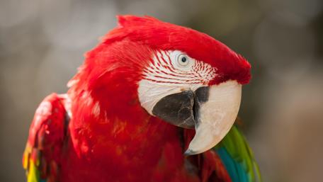 Vibrant Scarlet Macaw Close-Up Wallpaper wallpaper