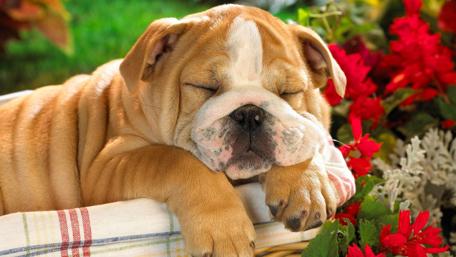 Adorable Bulldog Puppy Soundly Sleeping in Flowers wallpaper