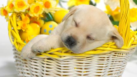 Sleeping Puppy in Easter Basket wallpaper