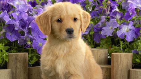 Adorable Golden Puppy Among Flowers wallpaper
