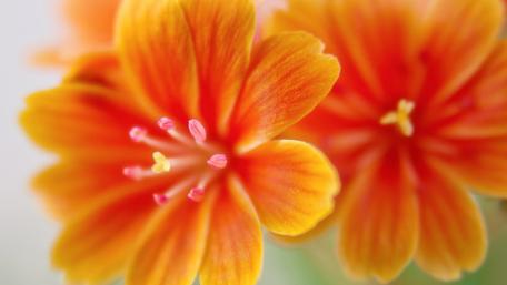 Vibrant Orange Flower Blossoms Displaying Delicate Petals wallpaper