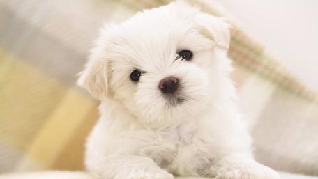 Adorable White Puppy on Soft Blanket wallpaper