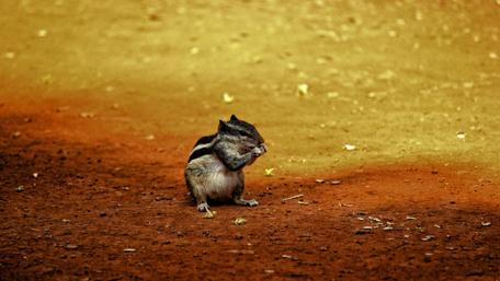Playful Squirrel on Earthy Ground wallpaper