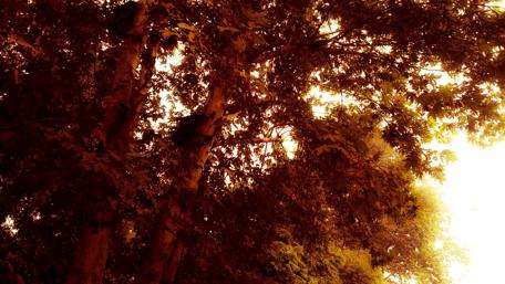 Warm Tones of Nature's Beauty wallpaper