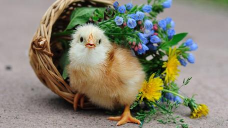 Chick and Blooms Easter Delight wallpaper