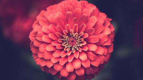 Red Flower's Radiant Beauty in 4K Detail wallpaper