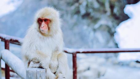 Adorable Monkey Sitting Peacefully in Nature wallpaper