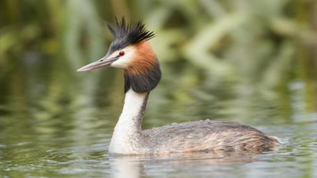 Majestic Bird Gliding on a Serene Lake Surface wallpaper