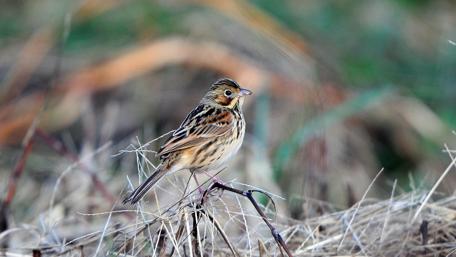 Charming Chestnut-Eared Bunting Wallpaper wallpaper