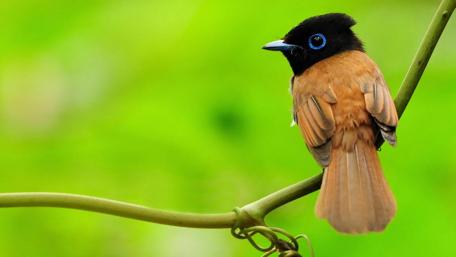 Tropical Bird on a Branch wallpaper