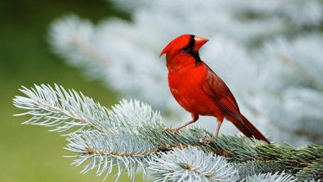 Vibrant Red Cardinal on a Pine Branch wallpaper