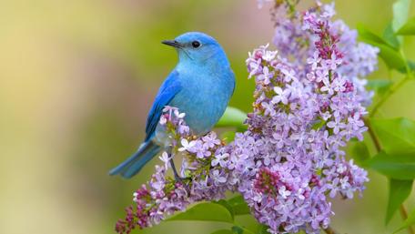Blue Bird Perched on Lilac Blossoms wallpaper