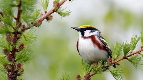 Colorful Bird Perched on a Fir Branch wallpaper