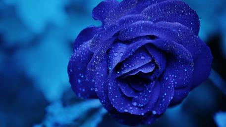 Mystical Sapphire Rose Dewdrops wallpaper