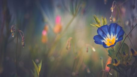 Dreamy Blue Morning Glory Field wallpaper