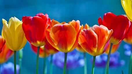 Vibrant Tulip Bliss in Blooming Colors wallpaper